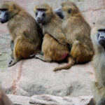 masacrul babuinilor din nurnberg gradina zoologica germana a hranit leii cu carnea primatelor sacrificate 6890ec4c5c7d1