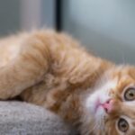 pisicile sufera de dementa la fel ca oamenii iar asta este o veste buna sperante pentru descoperiri privind tratarea bolii 68a2a669be450