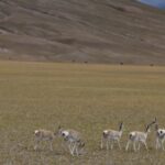video antilopa robotica folosita in tibet pentru supravegherea acestor animale amenintate cu disparitia 68a3f7849bc36