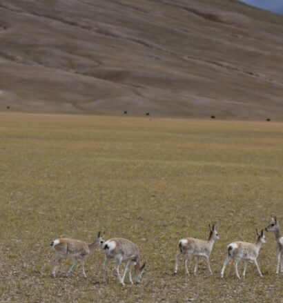 video antilopa robotica folosita in tibet pentru supravegherea acestor animale amenintate cu disparitia 68a3f7849bc36