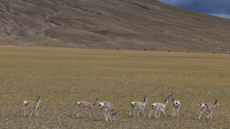 video antilopa robotica folosita in tibet pentru supravegherea acestor animale amenintate cu disparitia 68a3f7849bc36