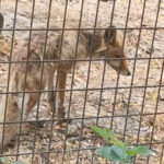 video imagini revoltatoare la gradina zoologica valcea vulpe in stare grava slaba fara ingrijire medicala ce spun autoritatile locale 688ee2d431508