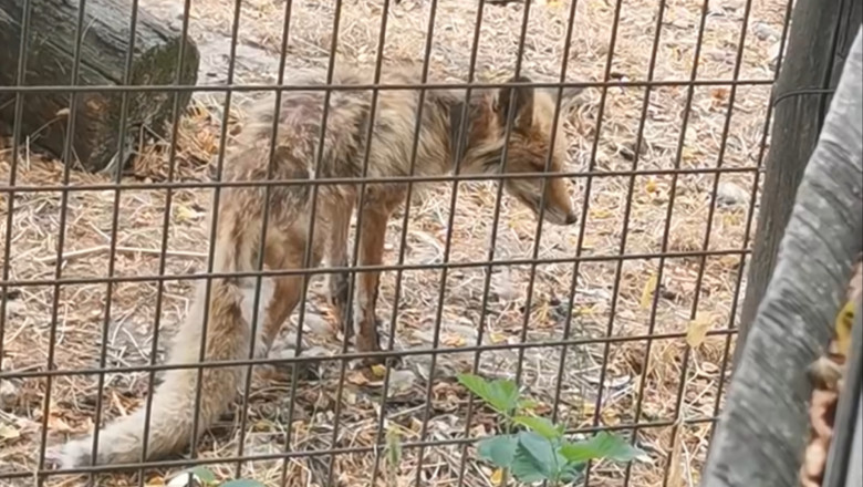 video imagini revoltatoare la gradina zoologica valcea vulpe in stare grava slaba fara ingrijire medicala ce spun autoritatile locale 688ee2d431508