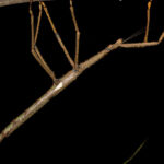 video monstrul descoperit in copacii australiei o insecta bat de 40 de centimetri care cantareste cat o minge de golf 688ee2cd7dc38