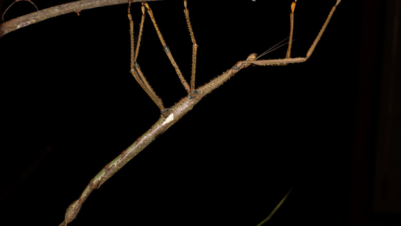 video monstrul descoperit in copacii australiei o insecta bat de 40 de centimetri care cantareste cat o minge de golf 688ee2cd7dc38