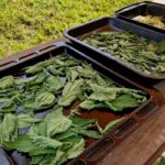 ceaiuri bune pentru tratarea ranilor ulcerelor si afectiunilor hepatice ce frunze sa folosesti chiar si pentru tensiune si glicemie 68c517fbdea51