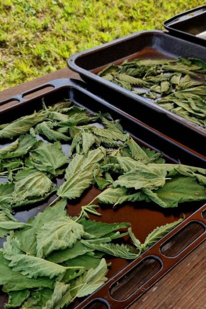 ceaiuri bune pentru tratarea ranilor ulcerelor si afectiunilor hepatice ce frunze sa folosesti chiar si pentru tensiune si glicemie 68c517fbdea51