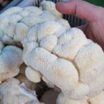 singura ciuperca cu gust de fructe de mare care reduce trigliceridele e buna si pentru slabit creier si starea de spirit 68c3b868d72a5