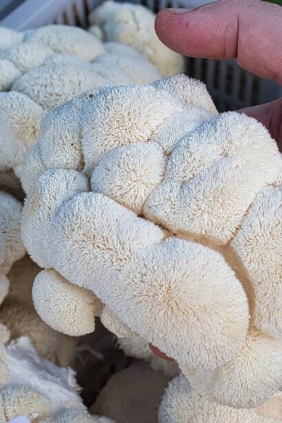 singura ciuperca cu gust de fructe de mare care reduce trigliceridele e buna si pentru slabit creier si starea de spirit 68c3b868d72a5