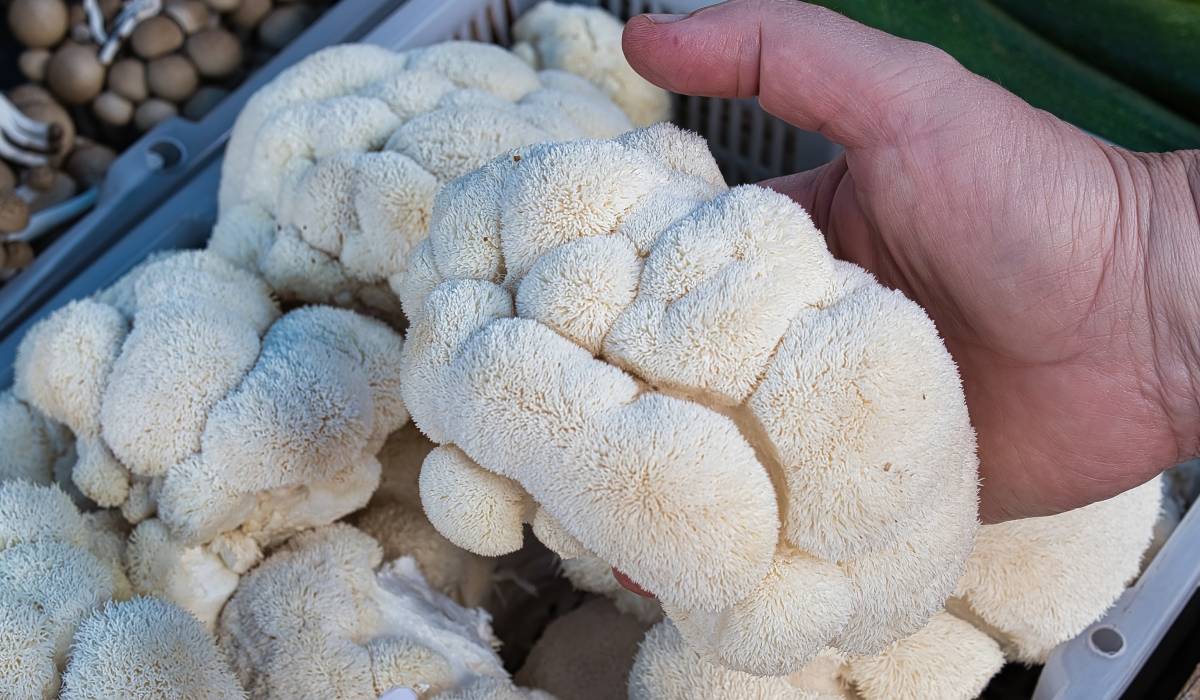 singura ciuperca cu gust de fructe de mare care reduce trigliceridele e buna si pentru slabit creier si starea de spirit 68c3b868d72a5