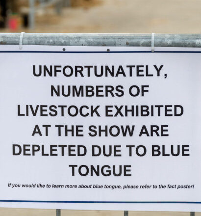 alerta epidemiologica in gorj focar de boala limbii albastre la bovine virusul se extinde in europa anunta expertii veterinari 68dd3eddf11c1