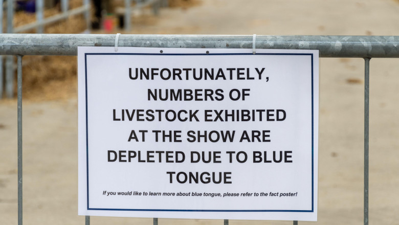 alerta epidemiologica in gorj focar de boala limbii albastre la bovine virusul se extinde in europa anunta expertii veterinari 68dd3eddf11c1