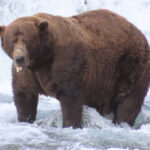 chunk a fost desemnat cel mai gras urs brun din alaska esti o inspiratie 68ddfa63bae0c