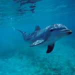 delfinii afectati de alzheimer studiu alarmant boala le ar putea deteriora memoria si orientarea explicand esuarile misterioase 68f463e969e83