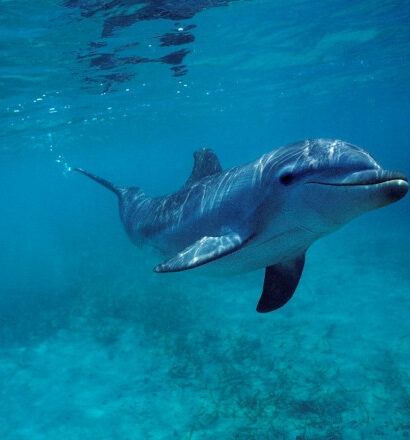 delfinii afectati de alzheimer studiu alarmant boala le ar putea deteriora memoria si orientarea explicand esuarile misterioase 68f463e969e83