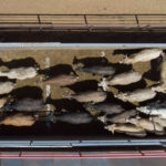 legea privind bunastarea animalelor in timpul transportului blocata de eurodeputati proiectul e sustinut de un politician roman 68f0f3c274f48