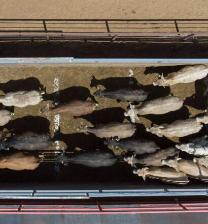 legea privind bunastarea animalelor in timpul transportului blocata de eurodeputati proiectul e sustinut de un politician roman 68f0f3c274f48