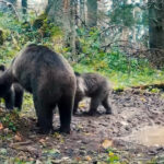video imagini cu o ursoaica si trei pui in parcul natural apuseni inregistrate de romsilva 690f2b617535c
