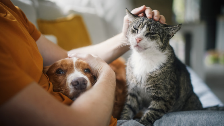 video romania are 86 milioane de caini si pisici cat ajunge sa cheltuie lunar o familie pentru animalul de companie 69156781aac38