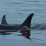 video imagini in premiera balenele ucigase vaneaza impreuna cu delfinii iar apoi isi impart prada cu ei 6944011b0104d