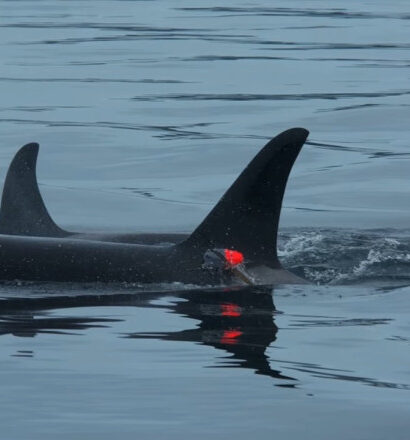 video imagini in premiera balenele ucigase vaneaza impreuna cu delfinii iar apoi isi impart prada cu ei 6944011b0104d