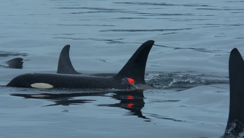 video imagini in premiera balenele ucigase vaneaza impreuna cu delfinii iar apoi isi impart prada cu ei 6944011b0104d