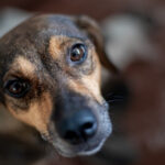 video pas spre normalitate polonia interzice tinerea cainilor in lant romania ramane in urma la noi inca nu exista lege 694a82707bfd0