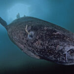 este orb traieste 500 de ani si vine din apele groenlandei controversele din jurul uneia dintre cele mai enigmatice specii din lume 697846e6e55eb