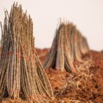 superalimentul viitorului e folosit ca material de constructii dar e bun pentru glicemie si intestine cum trebuie gatit sa nu elibereze ceanura 696de51ba6cf0