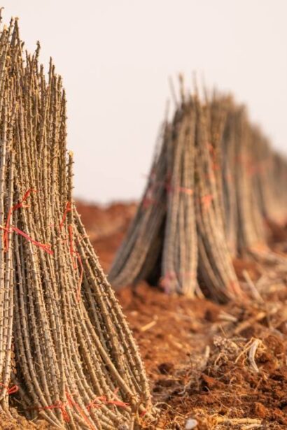 superalimentul viitorului e folosit ca material de constructii dar e bun pentru glicemie si intestine cum trebuie gatit sa nu elibereze ceanura 696de51ba6cf0