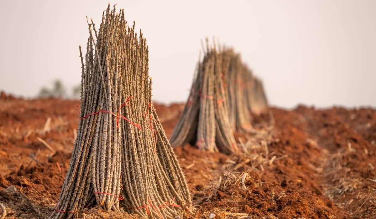 superalimentul viitorului e folosit ca material de constructii dar e bun pentru glicemie si intestine cum trebuie gatit sa nu elibereze ceanura 696de51ba6cf0