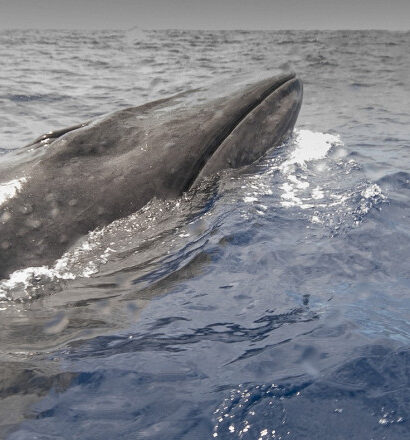 virus mortal detectat in respiratia balenelor din arctica cu ajutorul dronelor explicatia pentru esuarile in masa ale mamiferelor 6963dcd8286c4