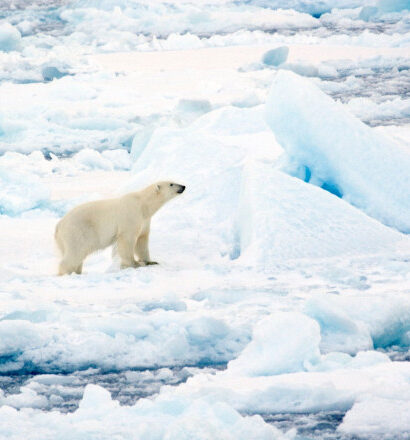 ursii polari din svalbard au rezistat mai bine decat se preconiza la incalzirea climei studiu 697f5627aadfc