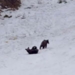 video intalnire neasteptata la poiana brasov trei pui de urs filmati de turisti in timp ce se joaca nestingheriti pe partie 6985780f87fd4