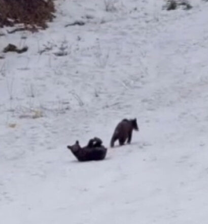 video intalnire neasteptata la poiana brasov trei pui de urs filmati de turisti in timp ce se joaca nestingheriti pe partie 6985780f87fd4