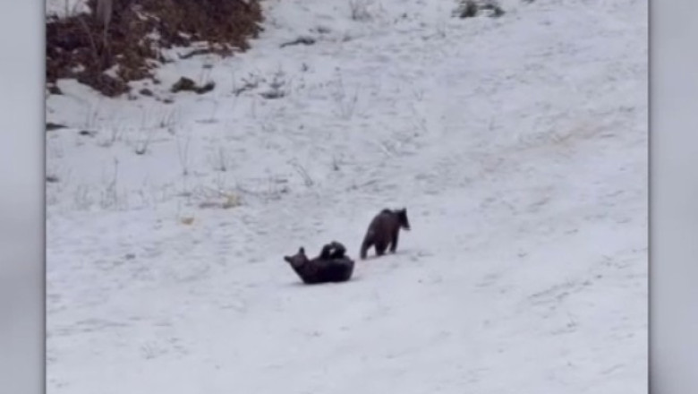 video intalnire neasteptata la poiana brasov trei pui de urs filmati de turisti in timp ce se joaca nestingheriti pe partie 6985780f87fd4